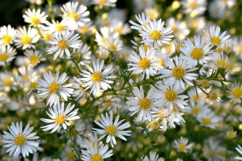 flowers white nature