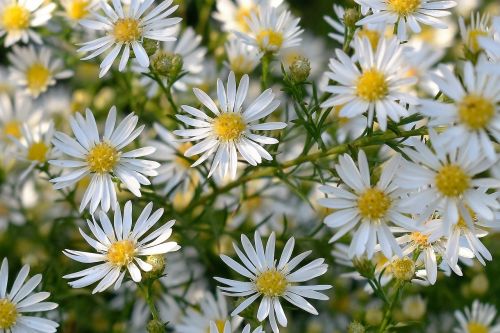 flowers white plant