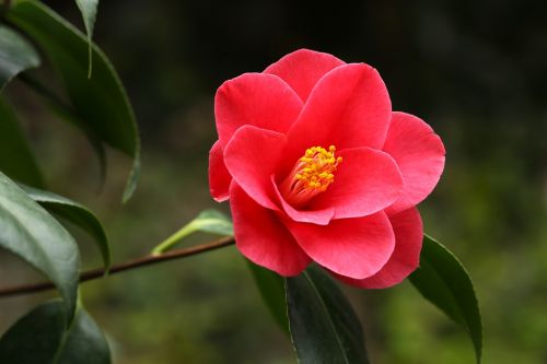 flowers camellia rajec jestrebi
