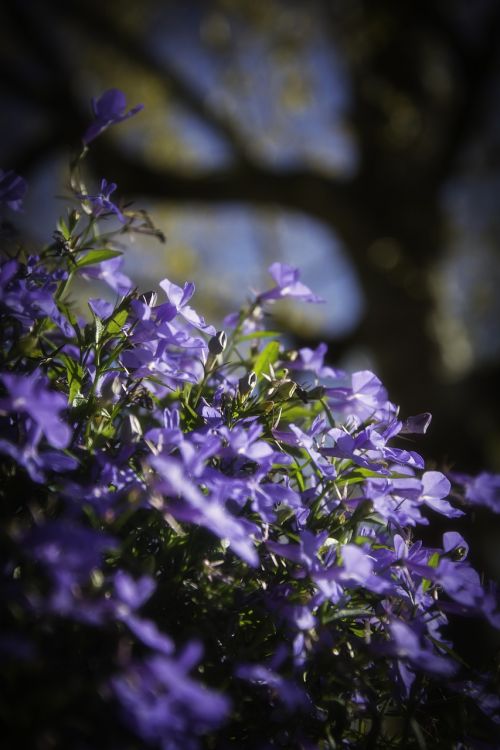 flowers violet garden