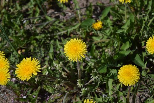 flowers nature yellow