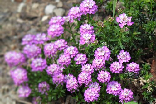 flowers pink nature