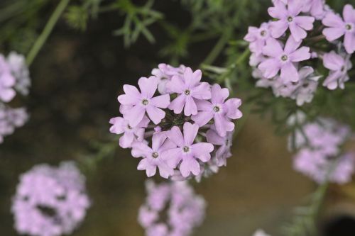 flowers plant green