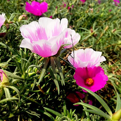 flowers green leaf sunshine