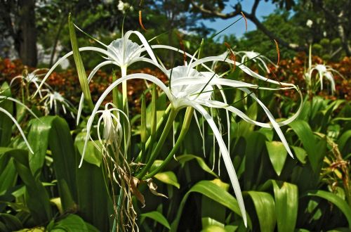 flowers flower white