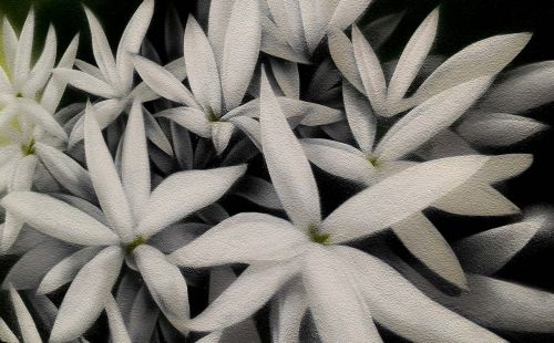 flowers plant white flowers