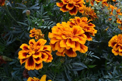 marigold flowers plants