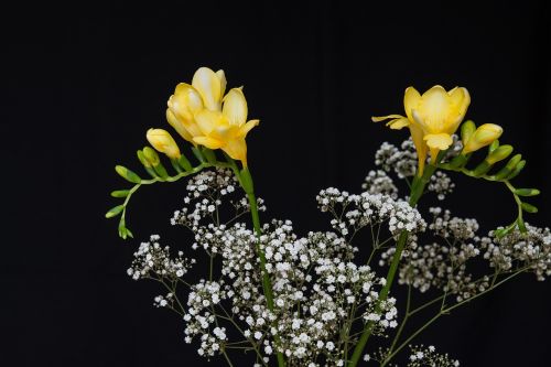 flowers yellow flowers freesia