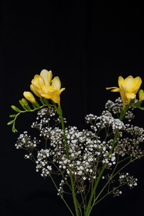 flowers yellow flowers freesia