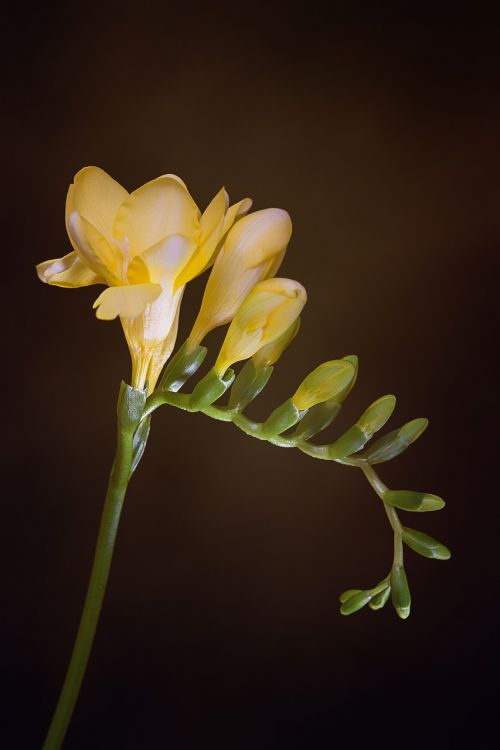 flowers yellow flowers freesia