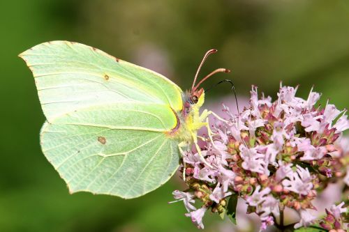 flowers insect butterfly