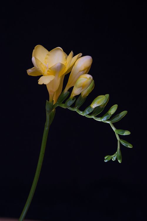 flowers yellow flowers freesia