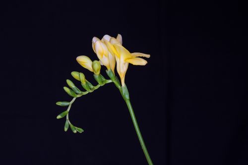 flowers yellow flowers freesia