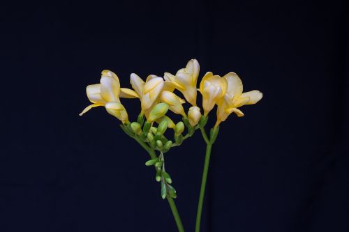 flowers yellow flowers freesia
