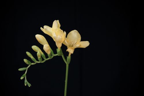 flowers yellow flowers freesia