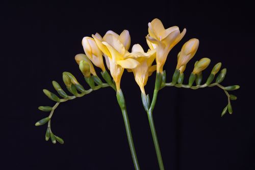 flowers yellow flowers freesia