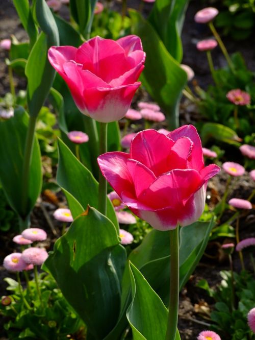 flowers spring tulips