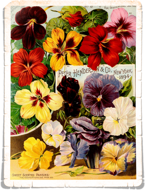 flowers page colorful