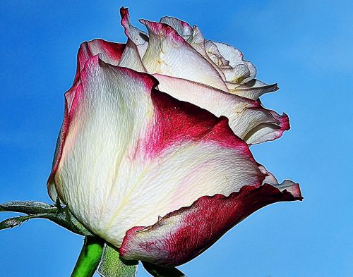 rose bud makro