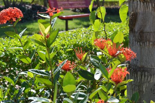 flowers nature garden