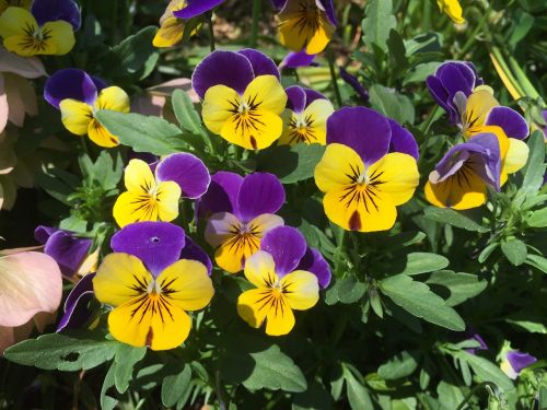 flowers spring pansies