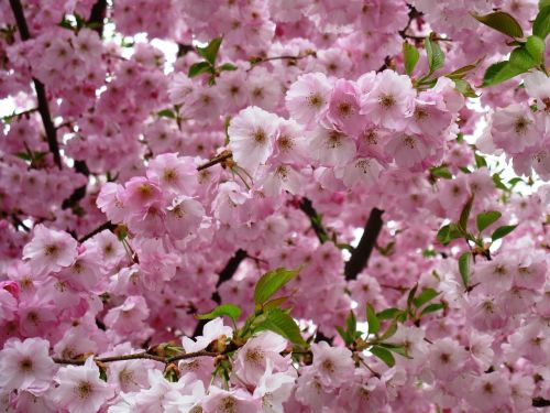 flowers pink spring