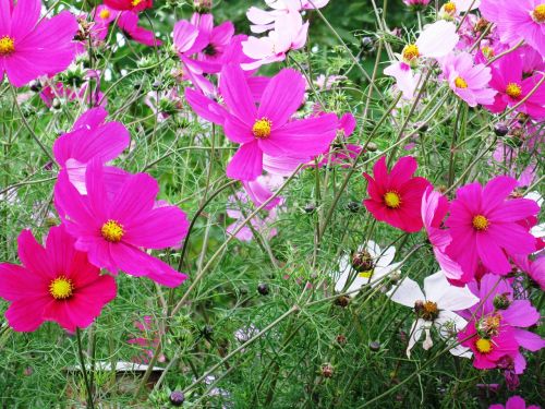 cosmea flowers purple