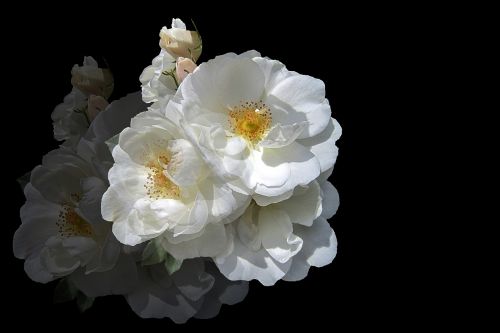 flowers rose white rose