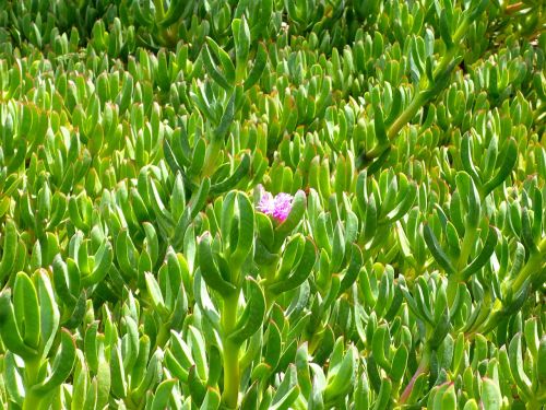 flowers plant nature