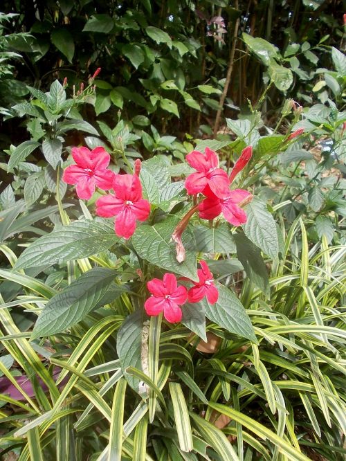 flowers peradeniya sri