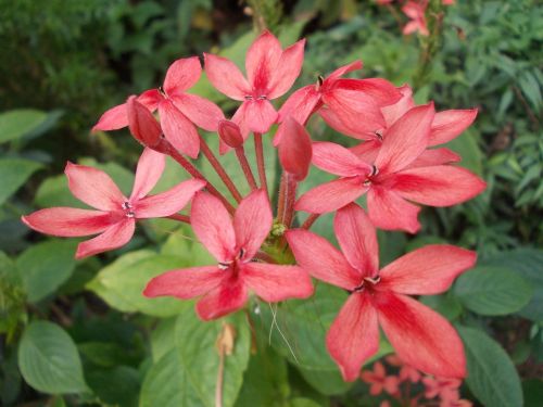 flowers peradeniya ceylon