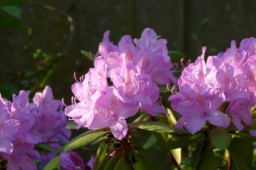 flowers nature plant