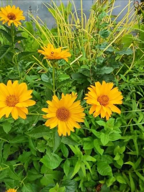 flowers yellow scenery