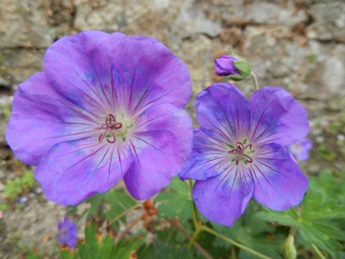 flowers violet nature