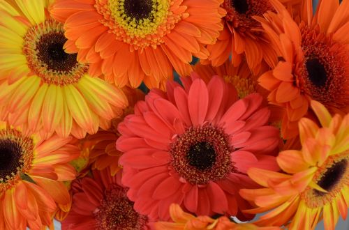 transvaal daisy flowers gerberas