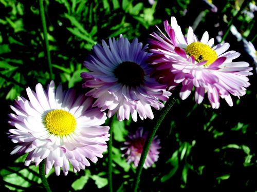 flowers nature garden