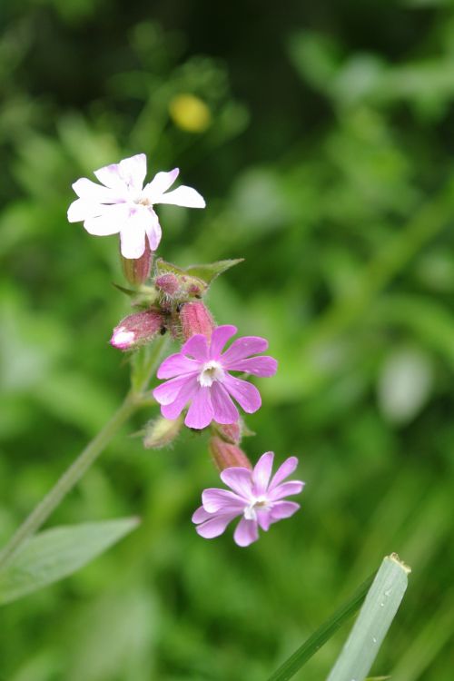 flowers nature pink