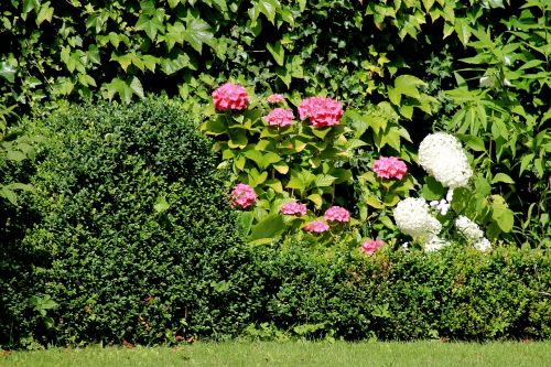 flowers shrubs green