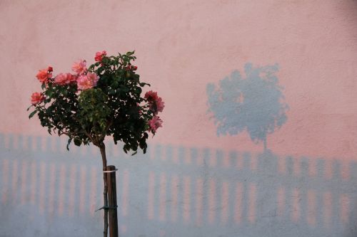 flowers roses shadow