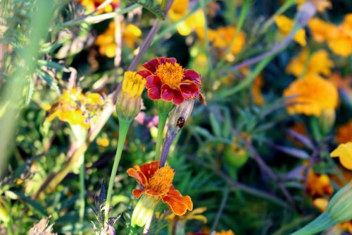 flowers marigold marigolds