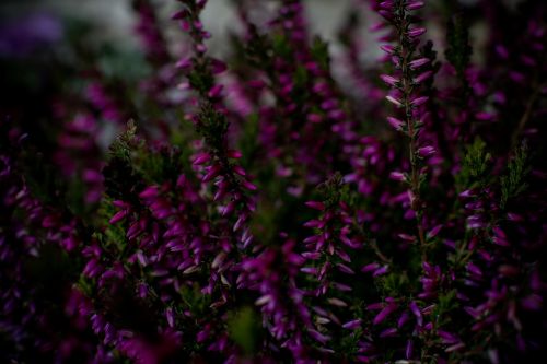 flowers heide plant