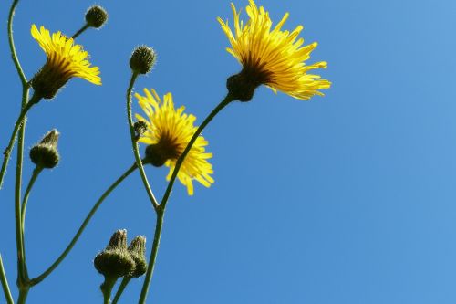 flowers blue sky yellow flowers