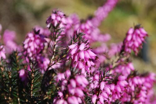 flowers erica floral