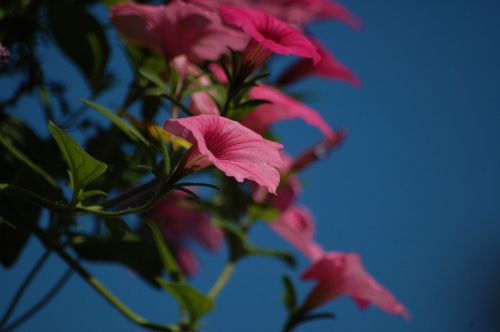 flowers pink summer