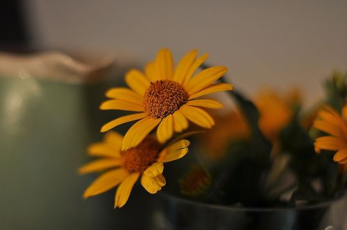 flowers yellow sunflower