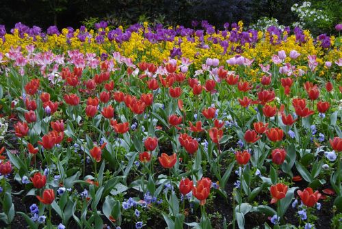 flowers garden nature