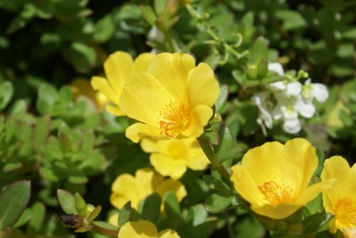 flowers nature petals