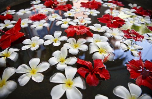 flowers floating water