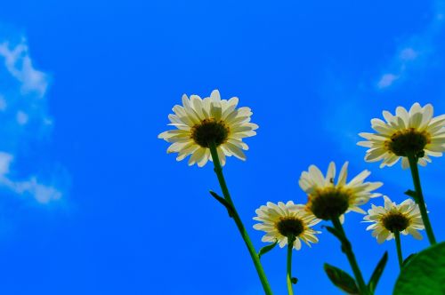 flowers flower bed daisies