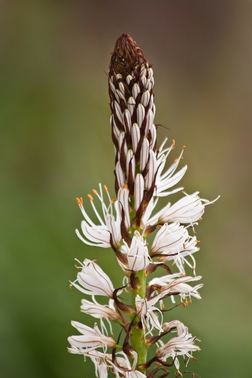 flowers macro asphodelus albus